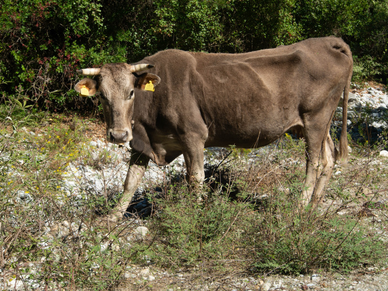 Taygète et Péloponèse